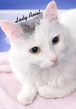 Lady Ariel