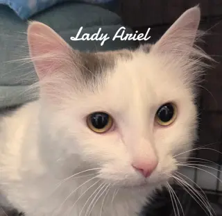 Lady Ariel