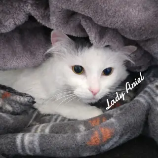 Lady Ariel