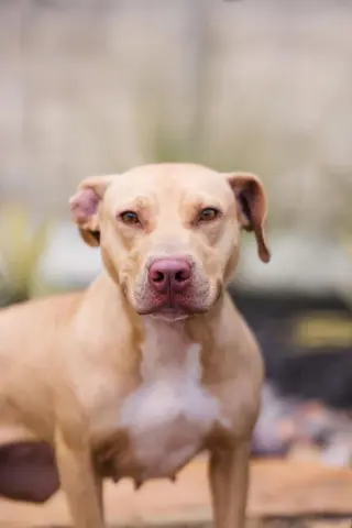 Odessa-$75 Adoption Fee! Diamond Dog!