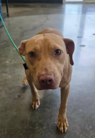 Odessa-$75 Adoption Fee! Diamond Dog!