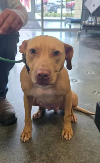 Odessa-$75 Adoption Fee! Diamond Dog!