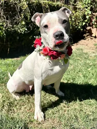 Cranberry