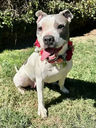 Cranberry