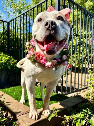 Remi