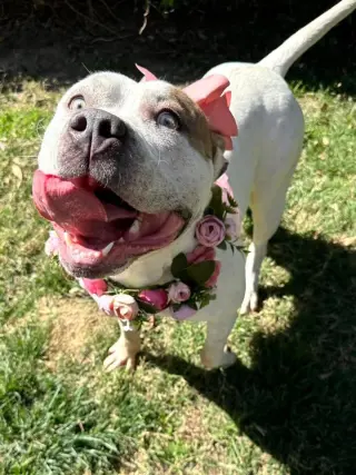 Remi