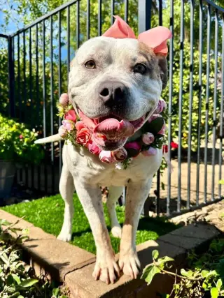 Remi