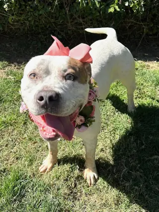 Remi