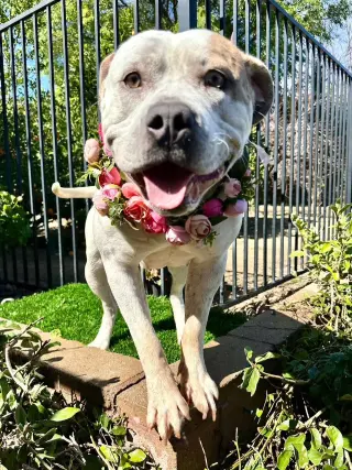 Remi