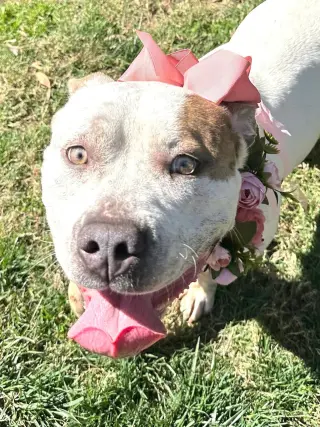 Remi