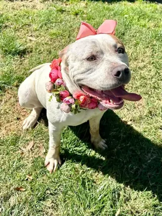 Remi