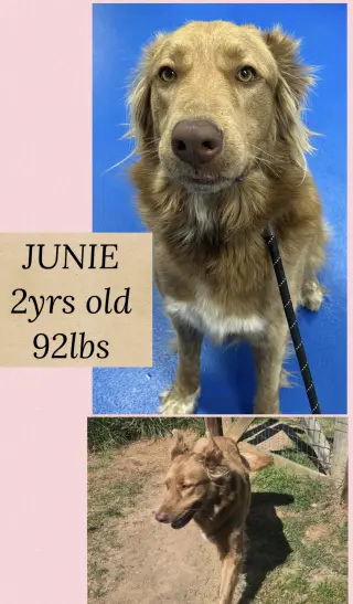 JUNIE