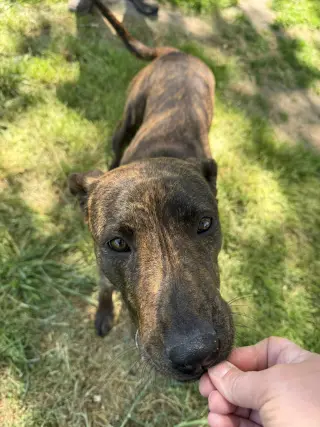 CASANOVA