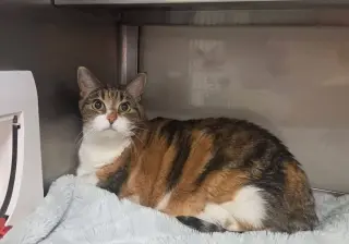 Rosie
