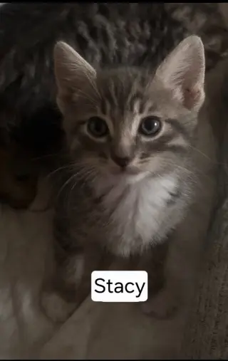 Steve