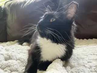 Oreo
