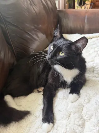 Oreo