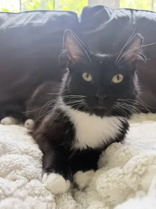 Oreo