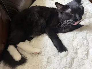 Oreo