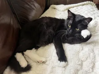 Oreo