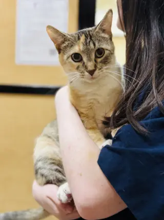Bella