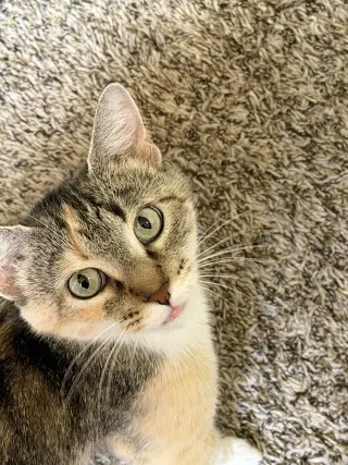 Bella