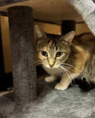 Bella