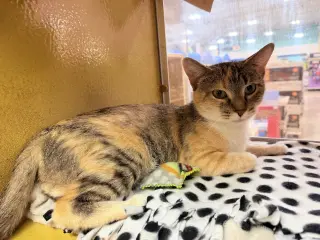 Bella