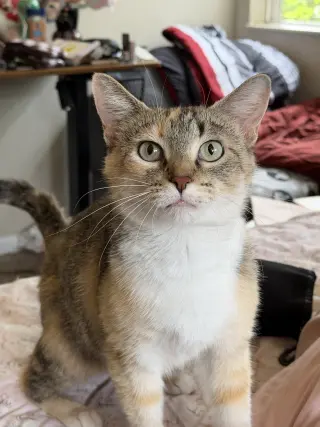 Bella
