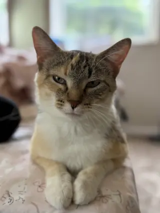 Bella