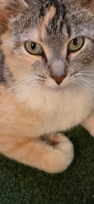 Bella