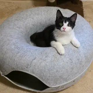 Benzo