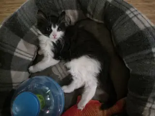 Benzo