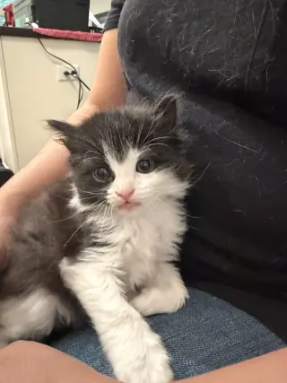 Benzo