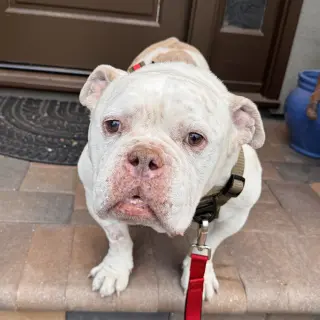 Charlie Chapo