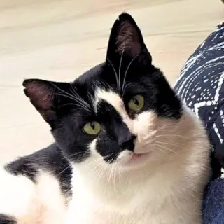 Rorschach