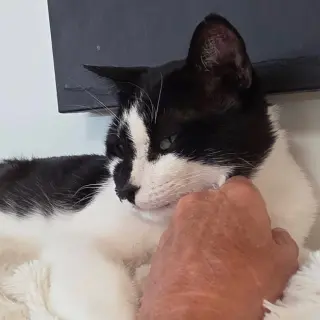 Rorschach