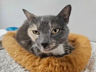 Labubu