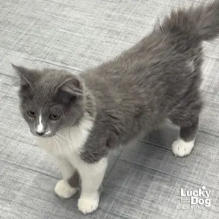 Angie Cat