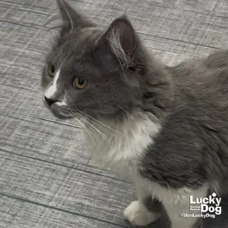 Angie Cat