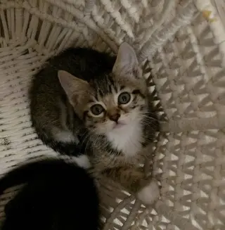 Susan