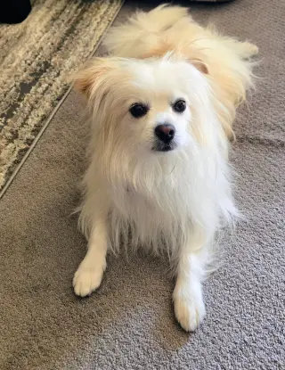 Fluffy #2