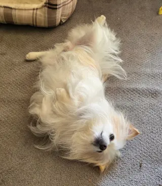 Fluffy #2