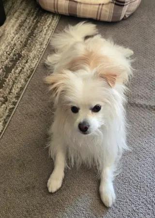 Fluffy #2