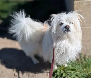 Fluffy #2