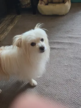Fluffy #2