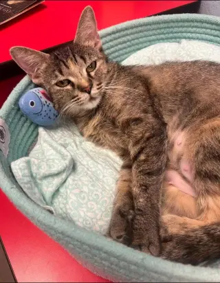 Willow