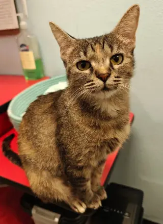 Willow