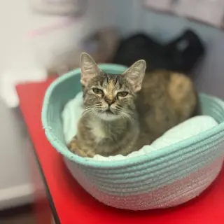 Willow