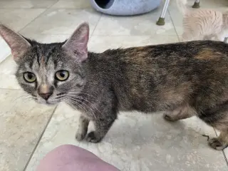 Willow